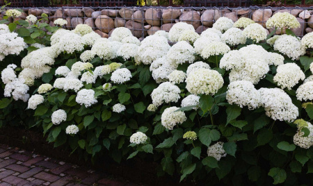 Гортензия древовидная Аннабель (лат. Hydrangea arborescens 'Annabelle')