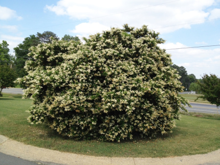 Бирючина японская (лат. Ligustrum japonicum), семена