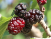 Шелковица черная (лат. Morus nigra), семена