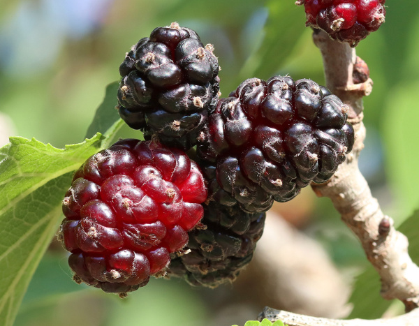 Шелковица черная (лат. Morus nigra), семена