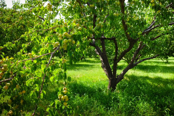 Абрикос Ферганский (лат. Armeniaca ferganica), семена