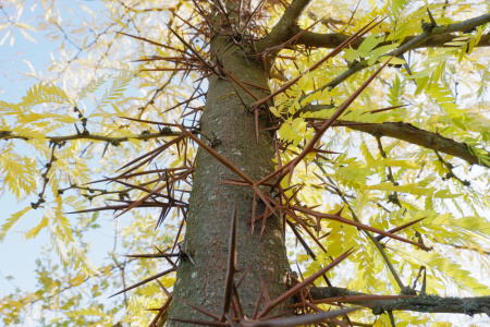 Гледичия трехколючковая (лат. Gleditsia triacanthos), семена