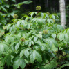 Элеутерококк колючий (лат. Eleutherocоccus senticоsus), семена 