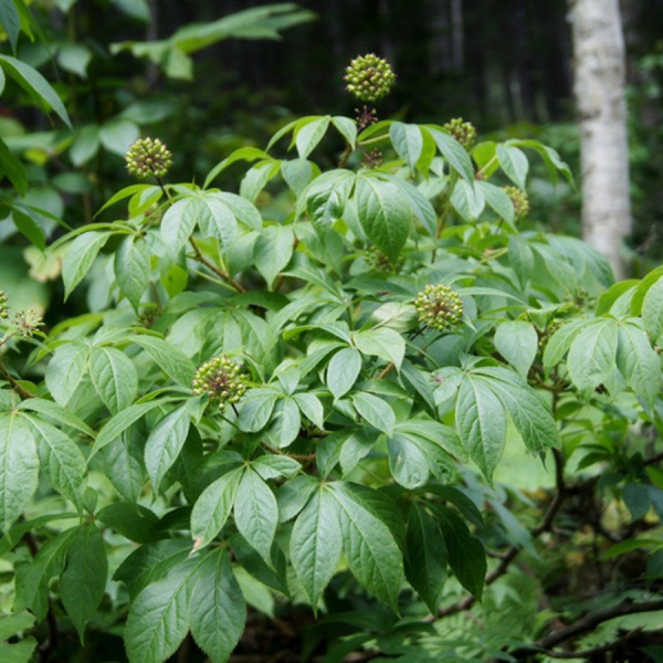 Элеутерококк колючий (лат. Eleutherocоccus senticоsus), семена 