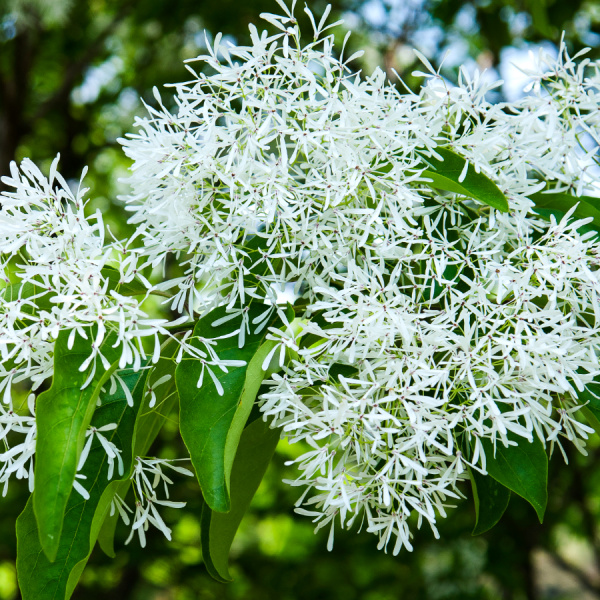 Снежноцвет виргинский или хионантус (лат. Chionanthus virginicus), семена