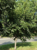 Липа американская (лат. Tilia americana), семена