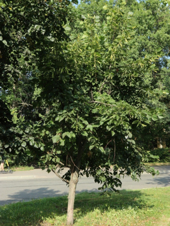 Липа американская (лат. Tilia americana), семена
