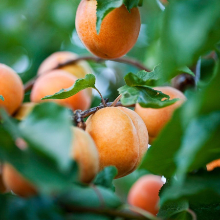 Абрикос Жердела дикий (лат. Prunus armeniaca L.)