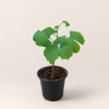 Гинкго Билоба (лат. Ginkgo Biloba), саженец, 1 шт