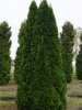 Туя западная Смарагд (лат. Thuja occidentalis 'Smaragd'), семена