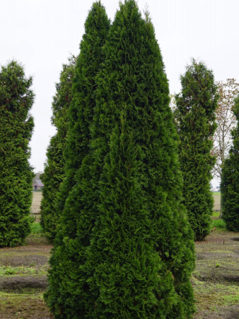 Туя западная Смарагд (лат. Thuja occidentalis 'Smaragd'), семена