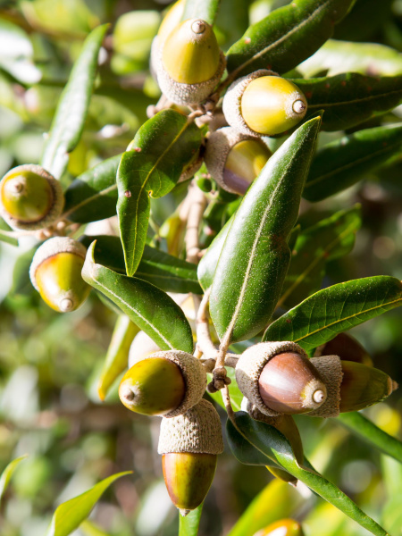Дуб каменный (лат. Quercus ilex), сеянец, 3 шт 