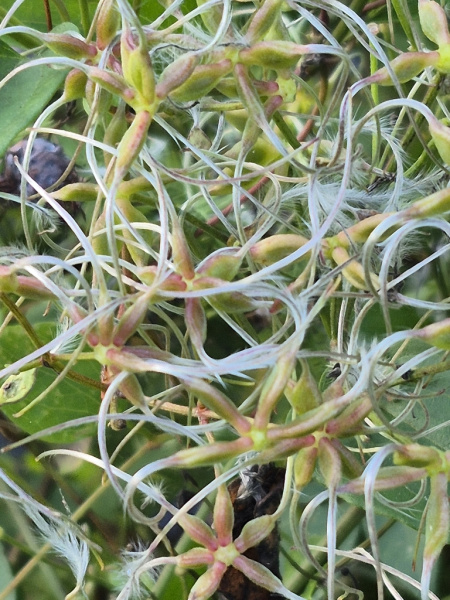 Клематис трехцветковый (лат. Clematis terniflora), семена 