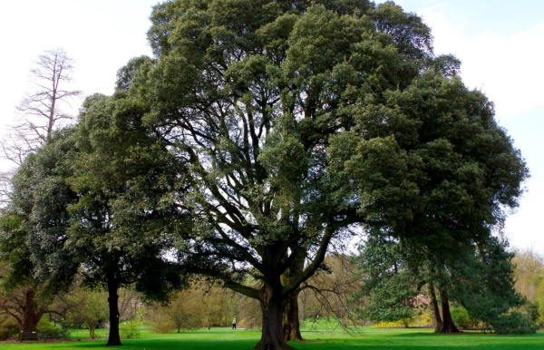 Дуб каштанолистный (лат. Quercus castaneifolia), саженцы, 3 шт