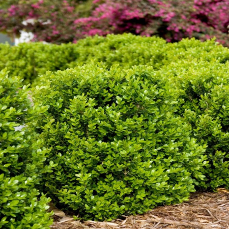 Самшит вечнозеленый (лат. Buxus sempervirens), семена 