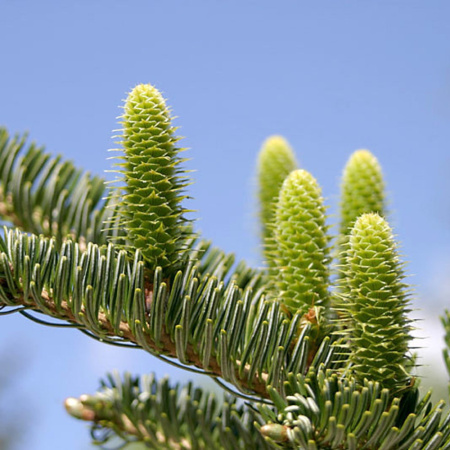 Пихта белая, или Пихта белая европейская (лат. Abies alba), семена