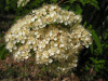 Рябина Амурская, или похуашаньская (лат. Sorbus amurensis), семена
