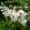 Дейция амурская (лат. Deutzia amurensis), семена