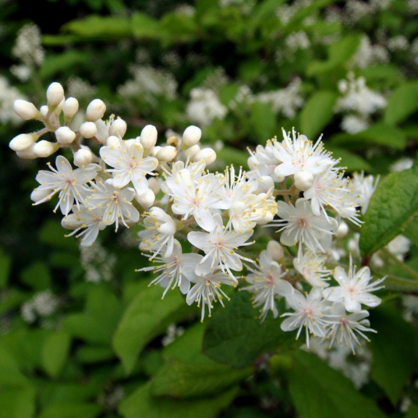 Дейция амурская (лат. Deutzia amurensis), семена
