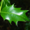 Падуб колхидский (лат. Ilex colchica), семена