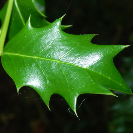 Падуб колхидский (лат. Ilex colchica), семена