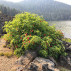 Бузина красная (лат. Sambucus racemosa), семена 