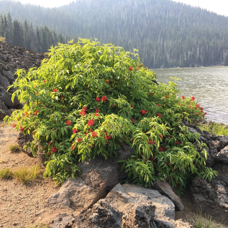 Бузина красная (лат. Sambucus racemosa), семена 
