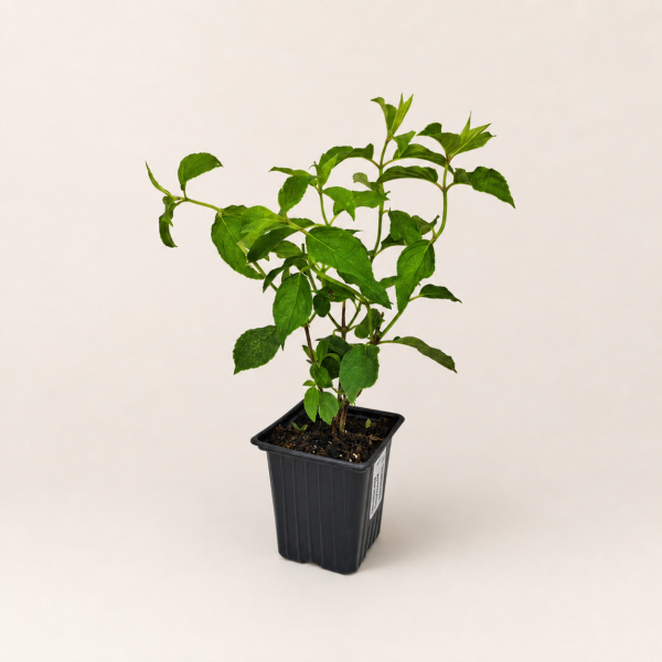 Гортензия метельчатая Полярный медведь (лат. Hydrangea paniculata 'Polar Bear')