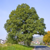 Дуб скальный (лат. Quercus petraea), семена