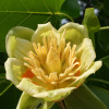 Тюльпановое дерево, или лириодендрон тюльпановый (лат. Liriodendron tulipifera), семена