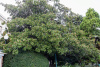 Магнолия крупноцветковая  (лат. Magnolia grandiflora), семена