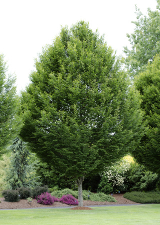 Граб обыкновенный (лат. Carpinus betulus), семена