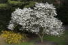 Мирт обыкновенный Белоплодный (Myrtus communis var. leucocarpa), сеянец, 1 шт