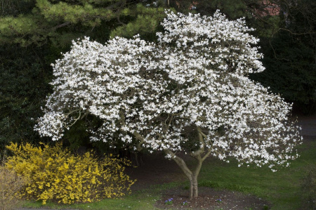 Мирт обыкновенный Белоплодный (Myrtus communis var. leucocarpa), сеянец, 1 шт