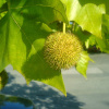Платан кленолистный, или гибридный (лат. Platanus × hispanica), семена 