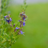 Иссоп лекарственный (лат. Hyssopus officinalis), семена