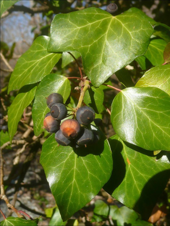 Плющ обыкновенный (лат. Hedera helix), семена