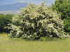 Боярышник сибирский (лат. Crataegus sanguinea), семена