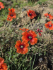 Мак самосейка (лат. Papaver rhoeas), 1000 шт