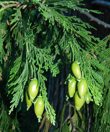 Калоцедрус низбегающий (лат. Calocedrus decurrens), семена