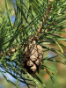 Сосна обыкновенная (лат. Pinus sylvestris), саженец, 1 шт