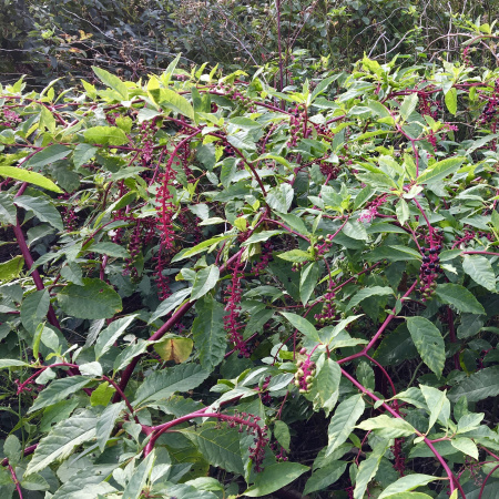 Лаконос американский, или Фитолакка (лат. Phytolacca americana), семена