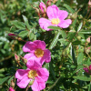 Роза блестящая (лат. Rosa nitida), семена 