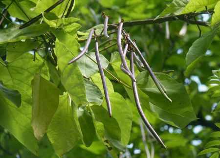 Катальпа бигнониевидная "Слоновая кость" (лат. Catalpa bignonioides "Слоновая кость"), семена