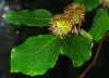 Бук европейский, или бук лесной (лат. Fagus sylvatica), семена