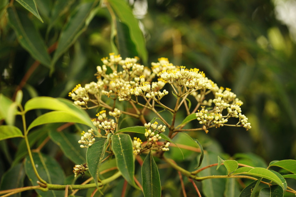 Бархат китайский (лат. Phellodendron chinense), семена
