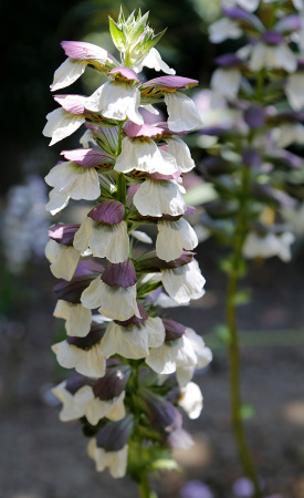 Акант обыкновенный (лат. Acanthus mollis), семена