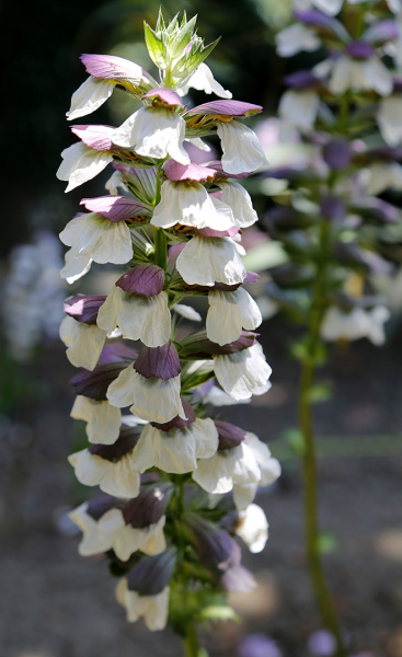 Акант обыкновенный (лат. Acanthus mollis), семена