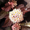 Пузыреплодник калинолистный пурпуролистный (лат. Physocarpus opulifolius Purpurea), семена