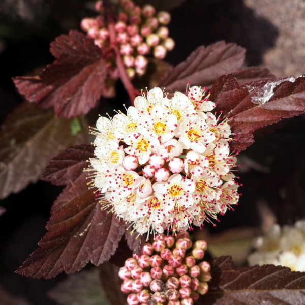 Пузыреплодник калинолистный пурпуролистный (лат. Physocarpus opulifolius Purpurea), семена